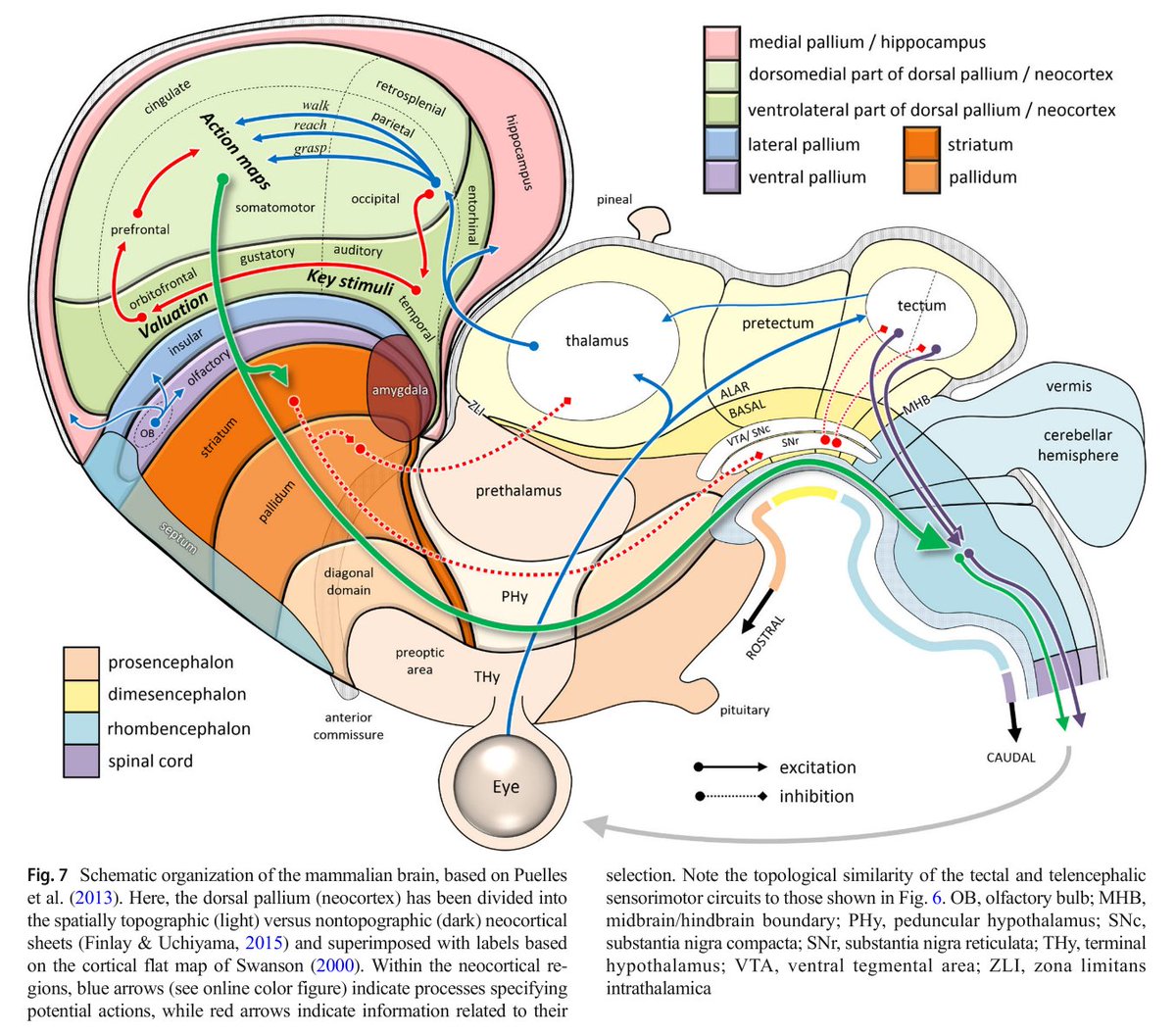 The mammalian brain. Interesting how the amygdala seems to be a kind of fusion zone.