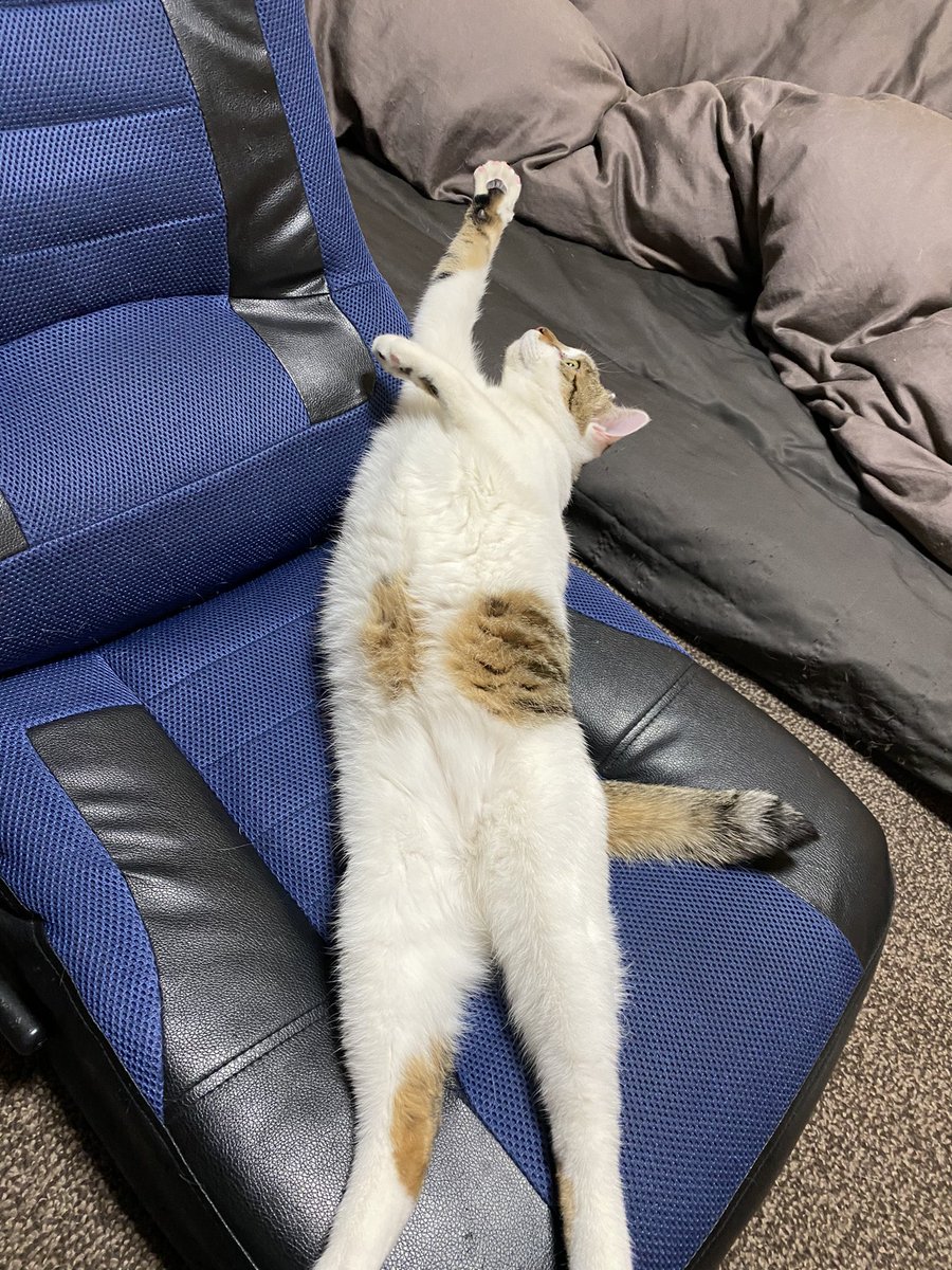Channel Neko だらーんと伸びる猫さん ねこ 猫 三毛猫 キジ白 にゃんすたぐらむ Cat Calico Brownandwhitetabby 猫好きさんと繋がりたい 猫のいる暮らし