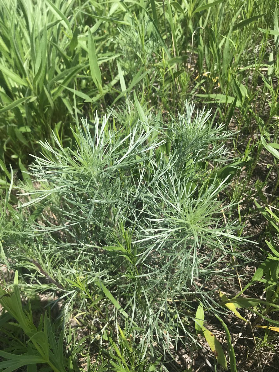 ObservantJess's tweet photo. @Momsandkeyboard @Nature_IL @chicagobotanic I concur, wormwood! Here’s some I found in Lee County. https://t.co/XojbsFoofA