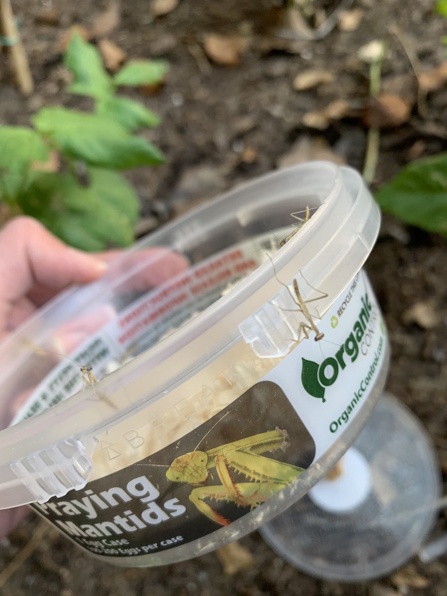 MissionArtsCtr's tweet photo. Our #missionartscenter Hub #garden had some uninvited guests (aphids), so we invited some hungry #bug friends over for dinner. Team #Ladybug was first on the scene, but the warm weekend weather was enough to for the praying #mantises to hatch out of their ootheca (egg sac) today. https://t.co/KtlZkE8vcY