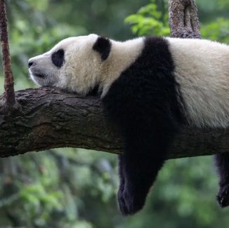 SantaDecides's tweet photo. Pandas are on the nice list! https://t.co/J0pYanamsC