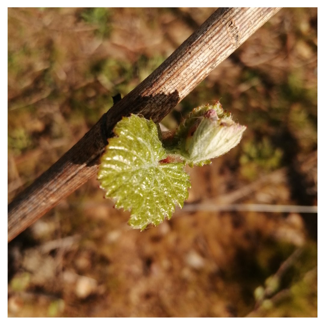 [  La vigne pousse ]

Un magnifique bourgeon qui va nous donner pleins de grappes de Chardonnay 

#vigne #millesime #bourgeon #gel #vins #nature #soleil
