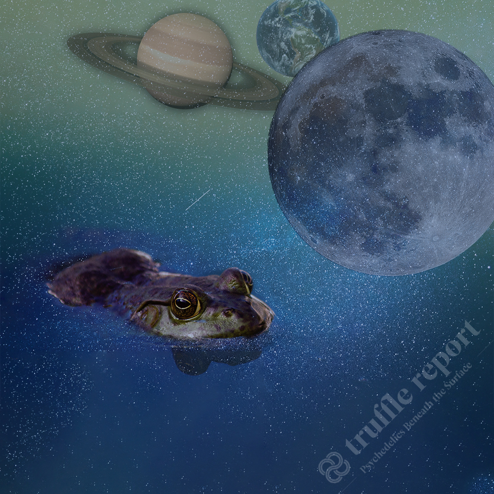 BunkPolice's tweet photo. A Beginner’s Guide to Psychedelic Amphibians - Truffle Report
.
.
https://t.co/eaJKjAlcOR
.
.
#psychedelic #amphibians #BufoMarinus #cane #toad https://t.co/Oit8ZwIFHR