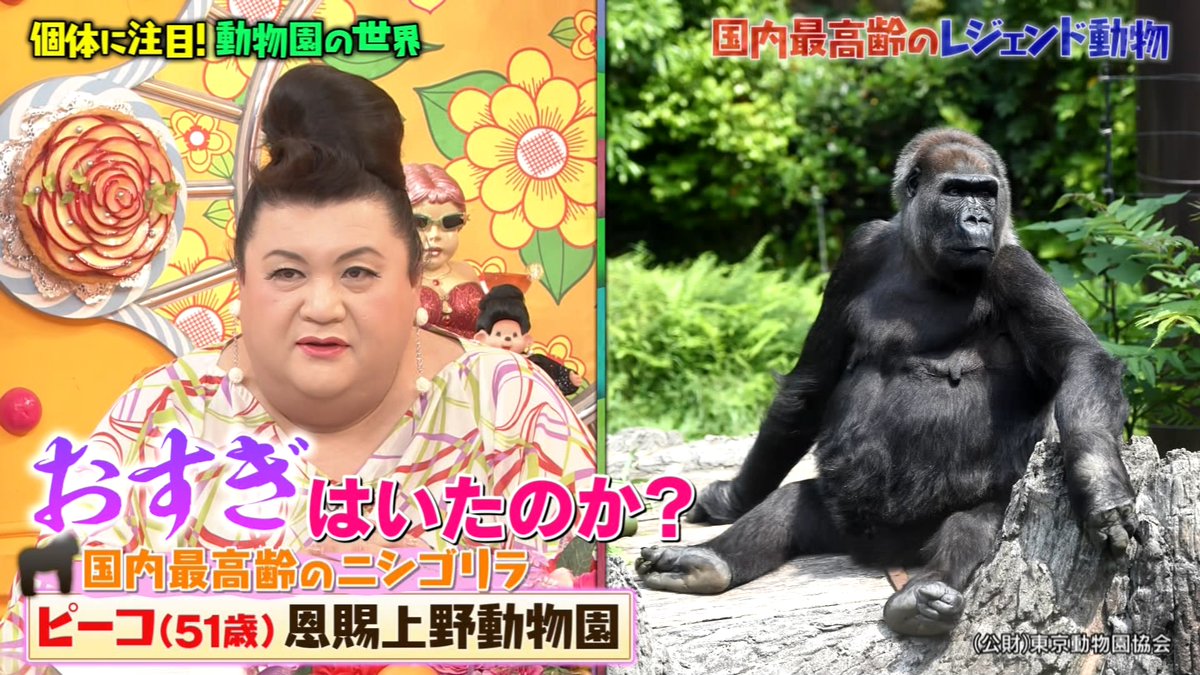 上野動物園のゴリラ、ピーコ（51歳） #マツコの知らない世界