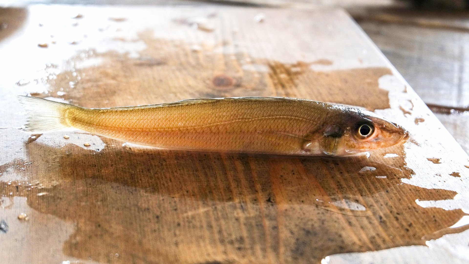 ツキとタイヨウと暦 海水魚のキスには数種類いますが 一般に きす と言えば本種のシロギスを指すことが多いそう 日本全国の砂底の浅い沿岸で獲れ 初夏 初秋が産卵期 産卵を控えた初夏 夏にかけてが最も美味しい旬の時期だそう 白身 淡白な