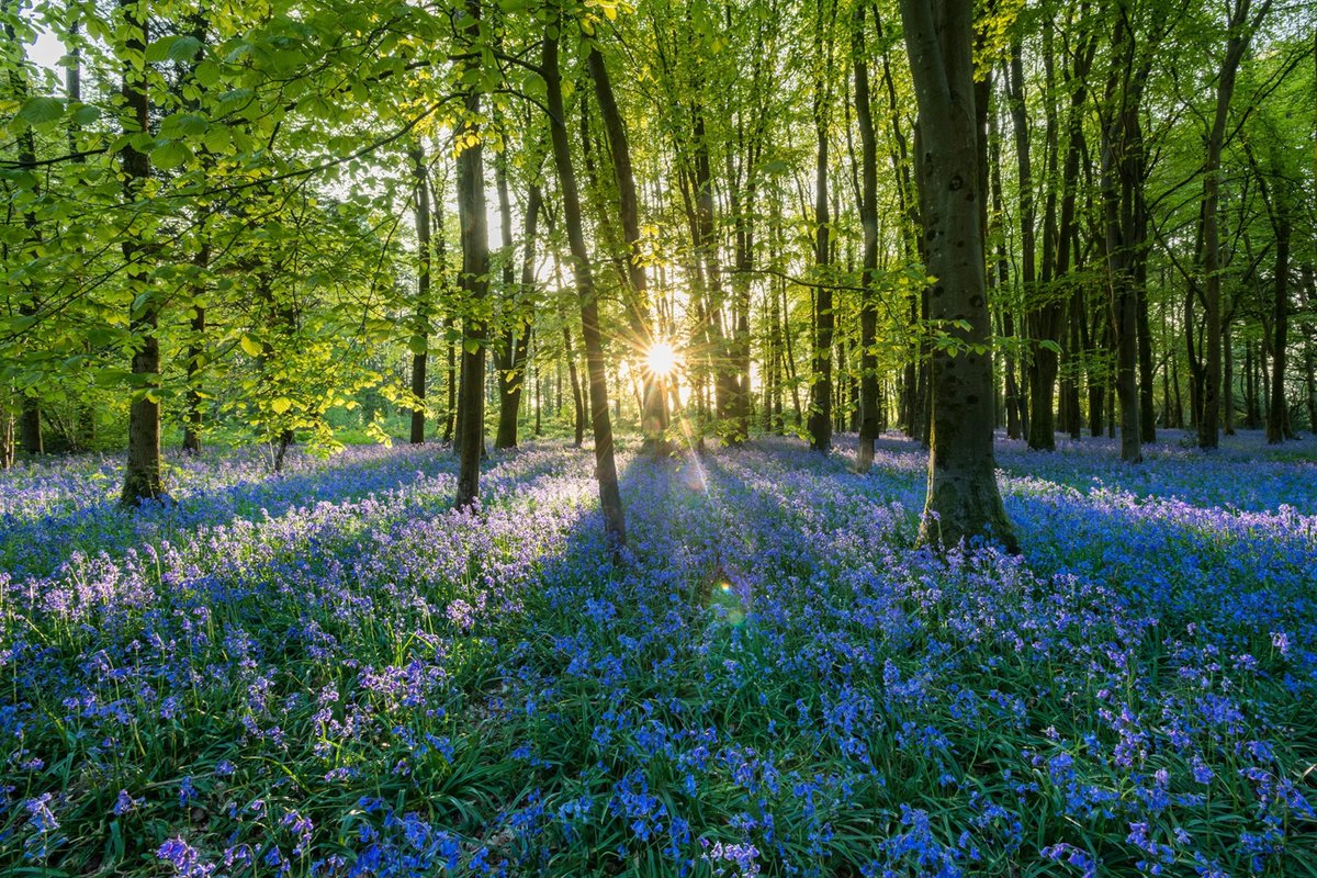 Mathgarden's tweet image. When we take a long, slow walk in the woods, do we tell people that we got to the end and finished it? No. We tell them about the hours we spent observing the beauty of nature with all our senses, paying attention to the tiniest details of wonder.

Math is our abstract nature.