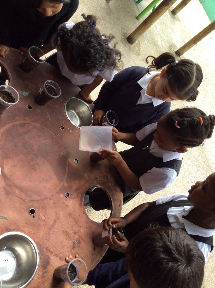 We have been looking at the story “Jack and the beanstalk”.
So we grew our own cress at nursery.... #growing #earlyyears #curiosity <a href="/LozellsPrimary/">LozellsPrimarySchool</a>