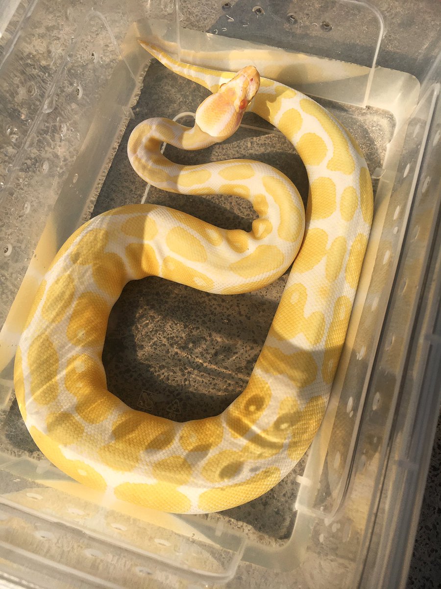 Cate23666's tweet image. Cheesecake 🧀 #albinoballpython #ballpython #python #reptiles #pets