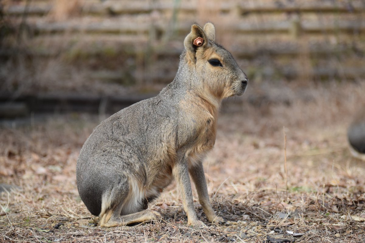 かみやん Sczの園内は 彼らの領域 マーラが放し飼いにされている英国のホイップスネード動物園を参考に取り入れられました 埼玉こども動物自然公園 マーラ かみやん Sczの園内は 彼らの領域 マーラが放し飼いにされている英国のホイップスネード動物園を参考に取り入れられました 埼玉こども動物自然公園 マーラ