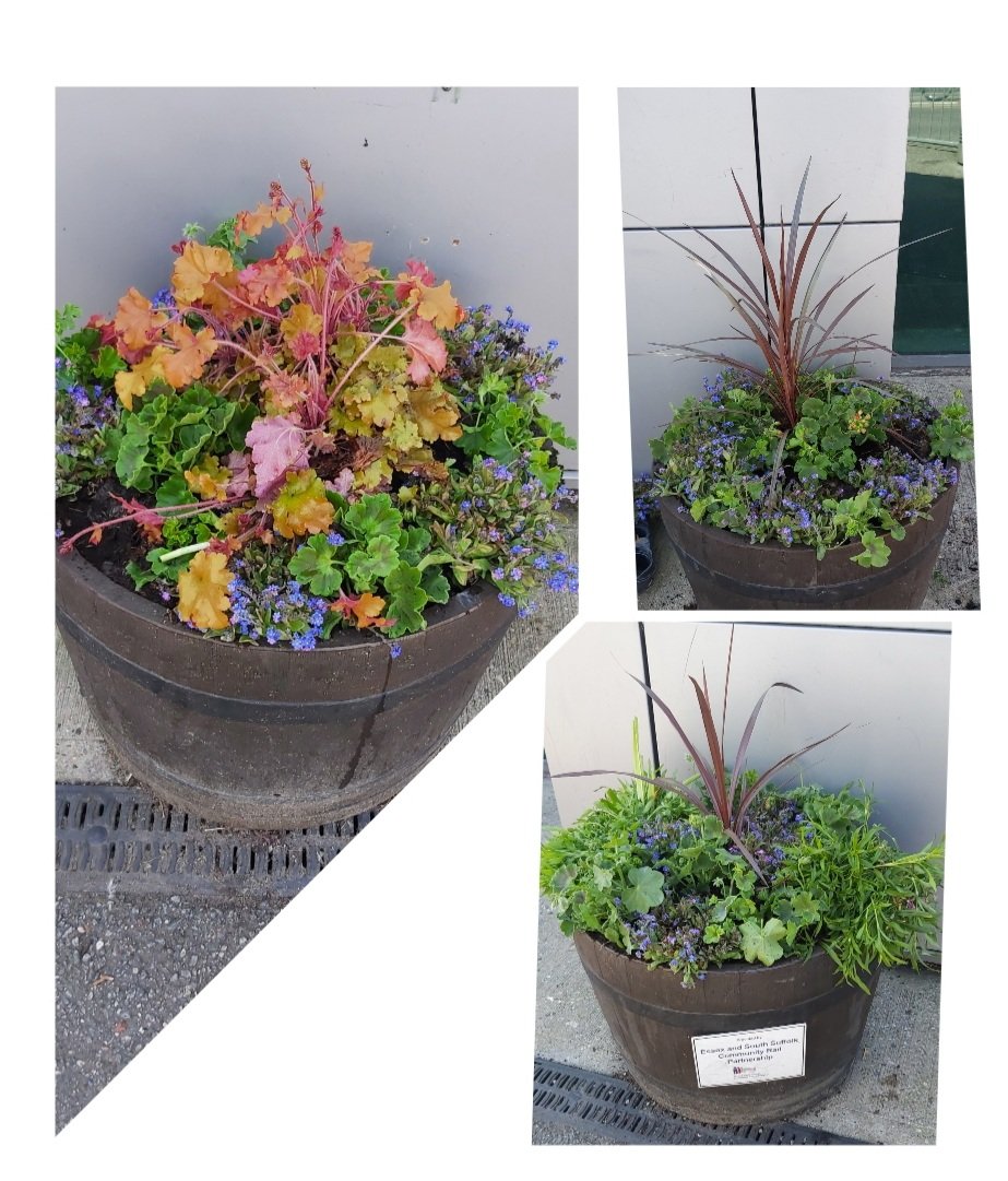From Tracy Godden Founder / CEO
"A massive thank you to Shane @AEHarnettandSons nursery Greenacre Lane donating all the plants &amp; soil for our "Community Engagement Project" we have with Greater Anglia / Billericay train Station We are so grateful for your generosity