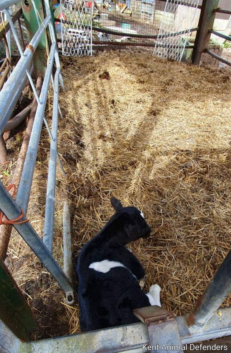 Oaks farm update.
Another victim. The mama is dead. 
Please contact the authorities and ask what they're doing.
Kent trading standards: 03000414141/countyhall@kent.gov.uk  <a href="/APHAgovuk/">APHA</a> <a href="/Kent_cc/">Kent County Council</a> where are you? DO SOMETHING! <a href="/yvette_austinTV/">Yvette Austin</a> <a href="/JournoJane/">Jane Dalton</a> <a href="/bbcsoutheast/">BBC South East</a> <a href="/Kent_Online/">KentOnline</a>