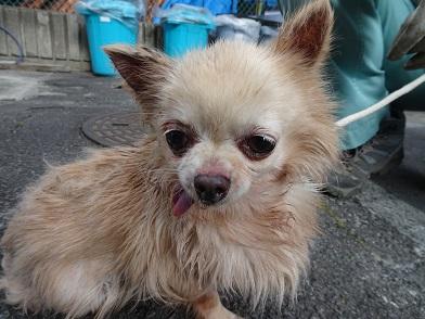 チワワミックス犬