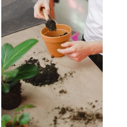 PermacultureAP's tweet image. Find how to make fertilizer at home with just 2 ingredients! Compost and a food source.

I wrote an article on how to make an aerated compost tea without a bubbler!
#permaculture #smallpermaculture #composttea #urbanpermaculture #sustainableliving

permacultureapartment.com/post/2-ingredi…