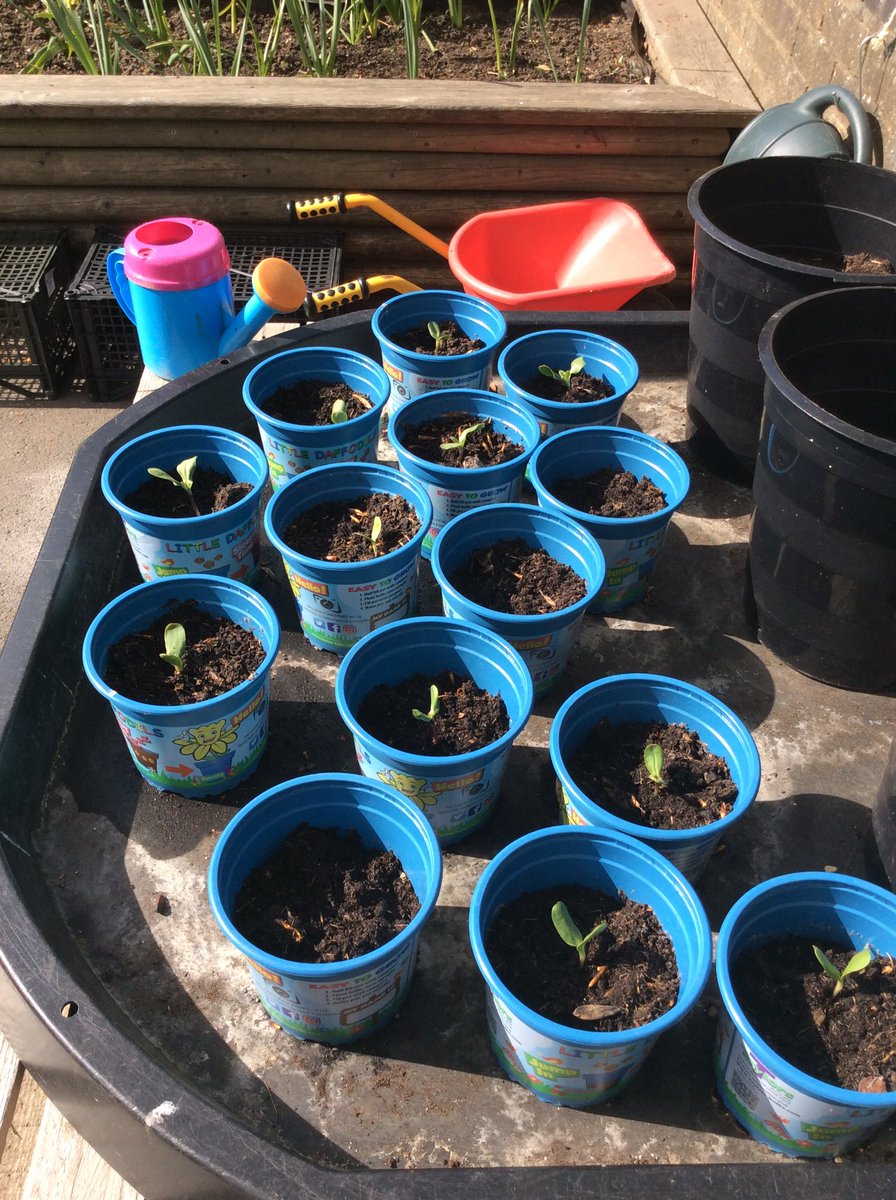 Sunflowers are growing 🌻🌻🌻