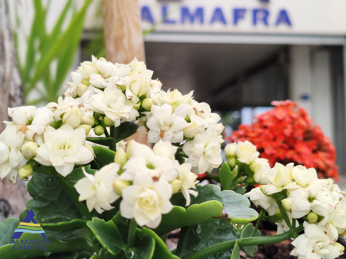 #benidormawaitsyou #Primavera #Benidorm