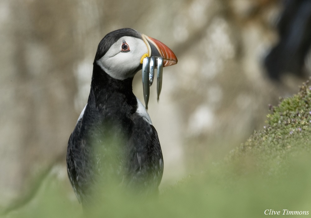 Only 1 in 24  breeding seabird species are green listed while Puffin, Razorbill & Kittiwake are now Red Listed birds of high conservation concern  Only 2.3% of Irelands marine territory are Marine Protected Areas & what is designated are "paper parks" with no real protection