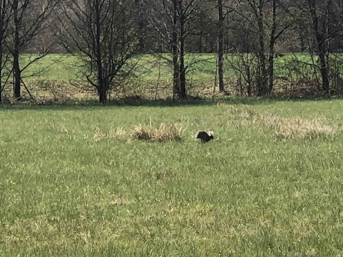 DisturbanceEco1's tweet image. Enjoying the warm sunshine while installing herbivory cages (sorry cute bunny🐰) and root ingrowth bags for the #NutNet ANPP and herbivore offtake add-on study at our experimental site in the botanical garden #Bayreuth 

@NiuXicao @EskelinenAnu @NA_pichon @NutNetGlobal