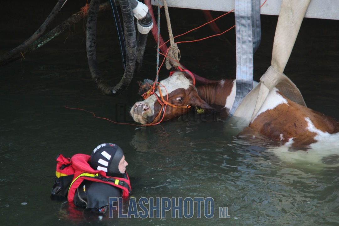 flashphotoNL's tweet image. Gustoweg Rotterdam: Een koe van de floating farm is in het water gevallen van de Merwehaven. De brandweer Schiedam, brandweer Vlaardingen en de Havendienst Rotterdam zijn druk bezig om de koe weer uit het water te halen. De brandweer heeft opgeschaald naar Middel Hulpverlening.
