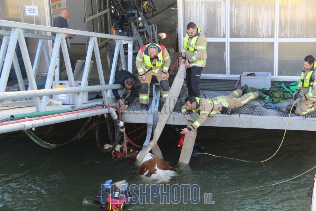 flashphotoNL's tweet image. Gustoweg Rotterdam: Een koe van de floating farm is in het water gevallen van de Merwehaven. De brandweer Schiedam, brandweer Vlaardingen en de Havendienst Rotterdam zijn druk bezig om de koe weer uit het water te halen. De brandweer heeft opgeschaald naar Middel Hulpverlening.