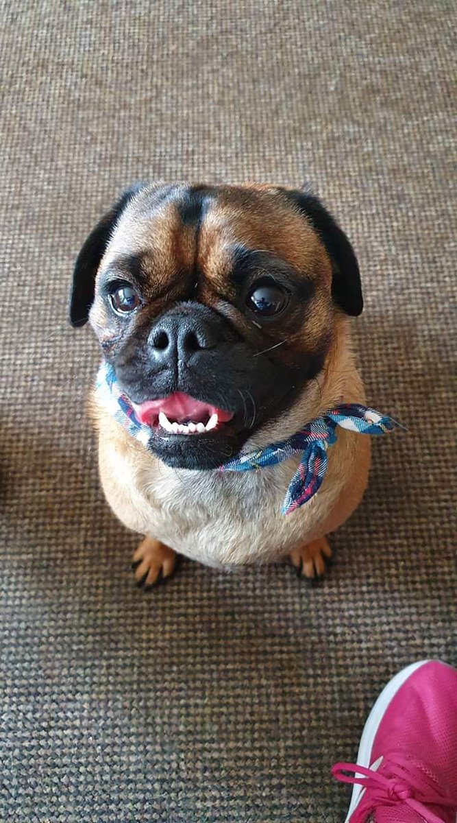 madgeco21's tweet photo. @GraemeDogfather Bailey x #tongueouttuesday #veryimportantpug https://t.co/Vwc1Cn87XA