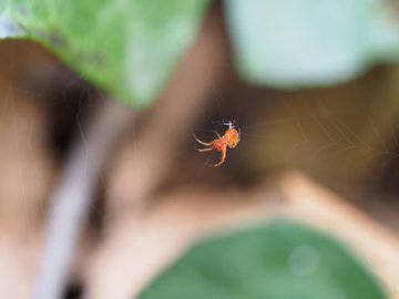 赤い小さい蜘蛛が家の中に 春に発生するタカラダニとの見分け方 丁寧に暮らし隊