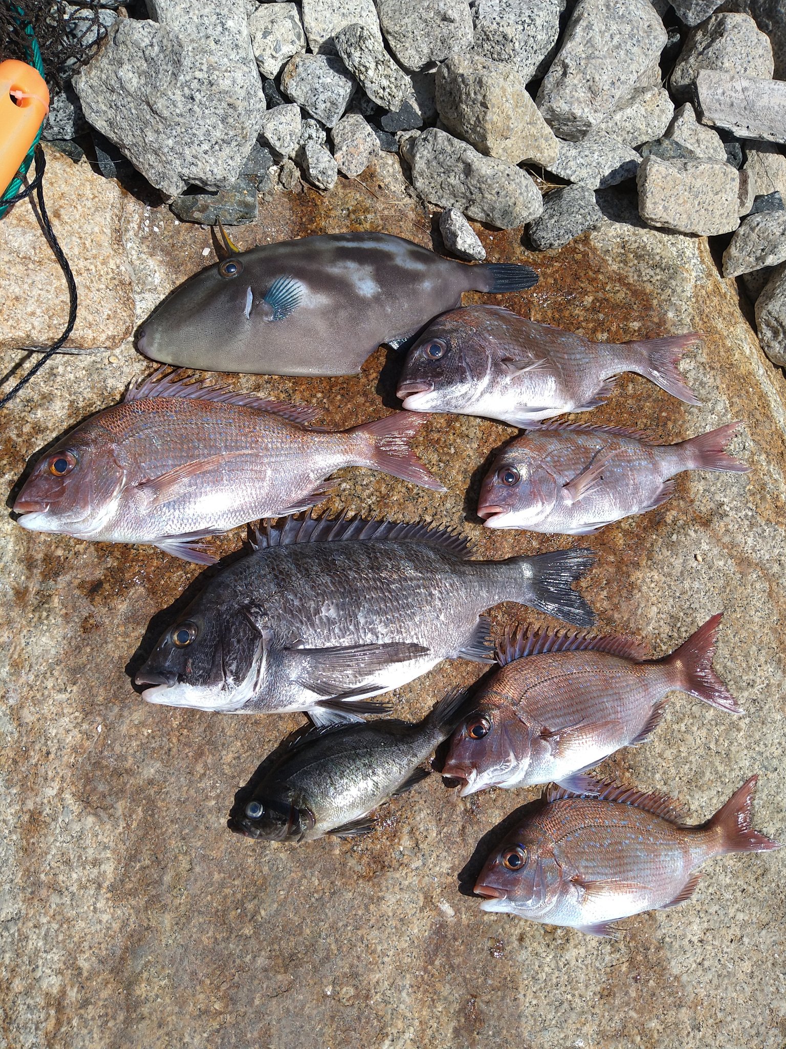 釣っていいとも 与島 フカセ釣り 大潮 サイズupならずでしたが楽しめました さし餌 をオキアミブロックから使うってみました これにより餌代計1300円 さし餌的にも釣果的にも問題なさそう T Co Yjkcw01mi9 Twitter