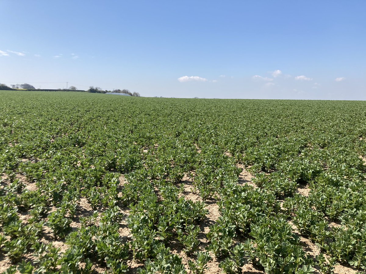 nickpeters1989's tweet photo. Winter Beans enjoying the sunshine at last. #onthemove #greatbreak #grassweedcleanup #seriouspotential https://t.co/JR45wPW4GZ