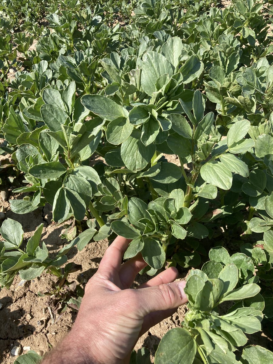 nickpeters1989's tweet photo. Winter Beans enjoying the sunshine at last. #onthemove #greatbreak #grassweedcleanup #seriouspotential https://t.co/JR45wPW4GZ