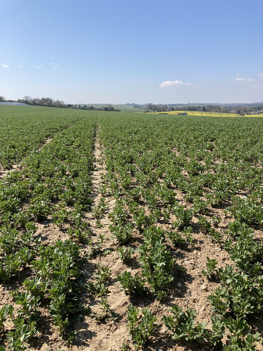 nickpeters1989's tweet photo. Winter Beans enjoying the sunshine at last. #onthemove #greatbreak #grassweedcleanup #seriouspotential https://t.co/JR45wPW4GZ