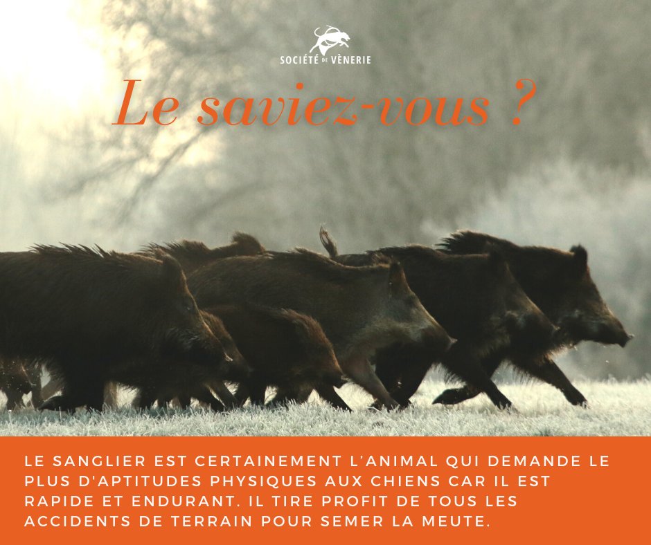 chasseacourre's tweet photo. ⎮ Le saviez-vous ? 🤓⎮
Parce que la #ChasseACourre nous permet d'en apprendre toujours davantage sur le monde sauvage, cette série retrace les connaissances acquises par des siècles de pratique. 📯 https://t.co/JwghO8aC9V