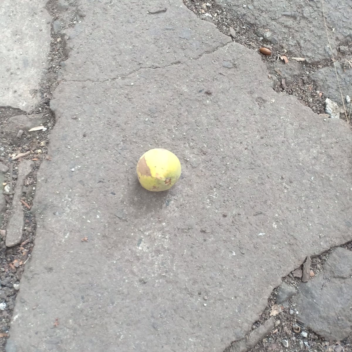 DuchessChase's tweet photo. Ang Simula! The epic saga begins!
Ito na simula ng labanan ng bunga ng santol at ng bubong namin.
Simula nanaman ng maraming pagkagulat sa tahimik na gabing babasagin ng salpukan ng santol at bubongan.
Hayup na yan!
#Santol #bubong #gulat https://t.co/MYFM2mq6tl