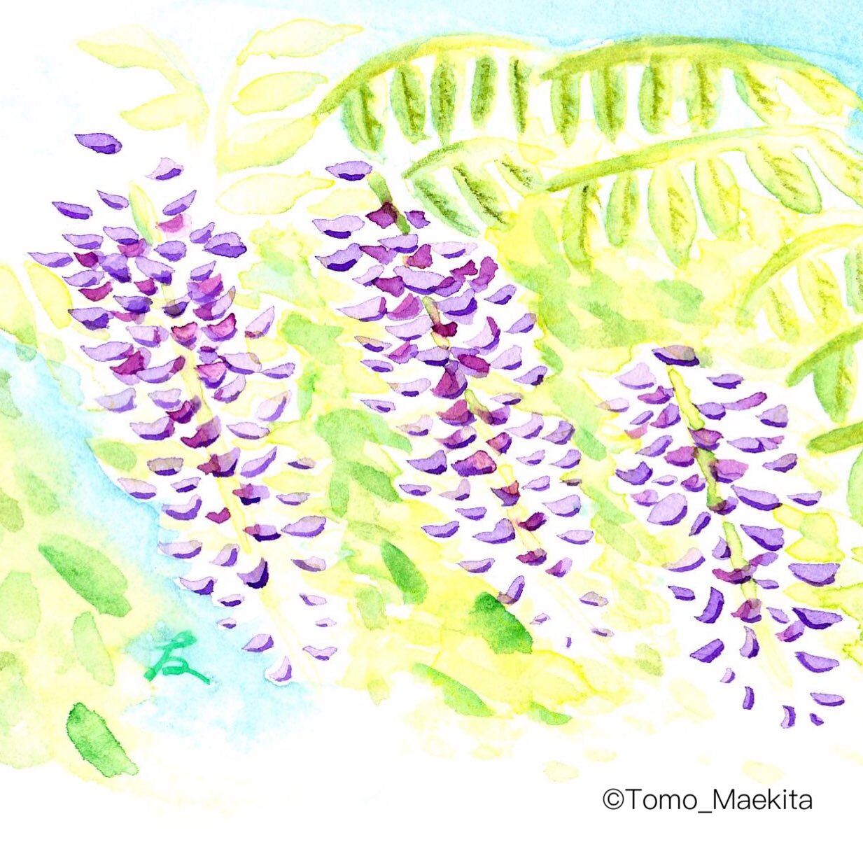 Maekitat 藤の花 です だんだん 暑くなってきますね イラスト アナログイラスト 水彩 透明水彩 透明水彩絵具 透明水彩絵の具 Watercolour ホルベイン Holbein ウィンザーアンドニュートン Winsorandnewton 花 Flower 春 Spring 4月
