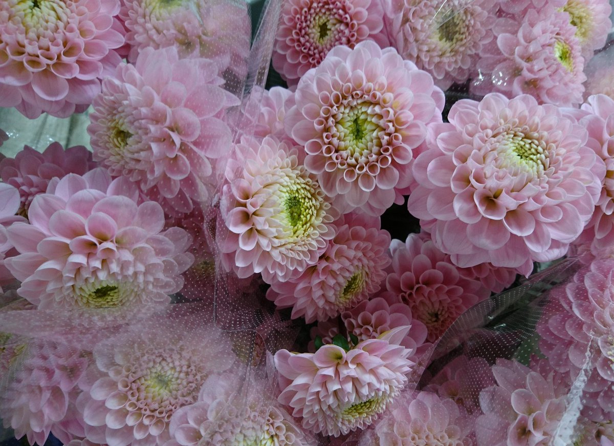 高瀬花園 いつも販売店さんにはお世話になってます たしかに花持ちしなくなりますよねー 写真の白は小ぶりでダリアっぽくないのですが意外と注文が来たりする人気の品種です そらなつきさんにも気に入って頂けて嬉しいです 高瀬花園 いつも販売店さんにはお世話になってます たしかに花持ちしなくなりますよねー 写真の白は小ぶりでダリアっぽくないのですが意外と注文が来たりする人気の品種です そらなつきさんにも気に入って頂けて嬉しいです