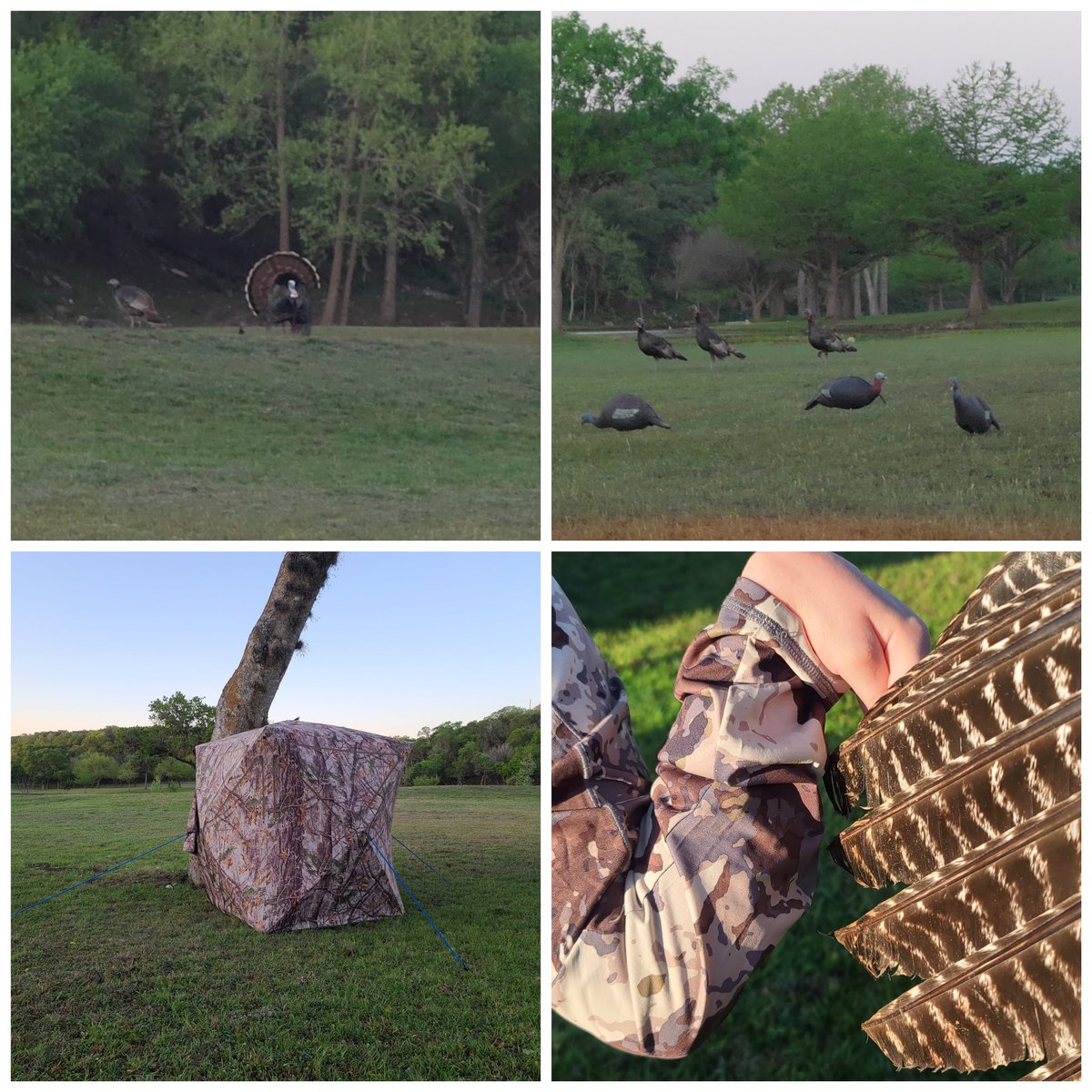 burnside4141's tweet photo. Kenzi's 2 Rios from TX last Sat. She uses vacuum air trigger to fire, a @tactacam to stream shotgun view to tablet for viewing. In blind - Kenzi on air trigger, me on safety &amp; vacuum control, Weston aiming. #turkeyseason #nwtf #cantstoptheflop #gobblegobble #hunting @OUTDChannel https://t.co/eCult9RScW
