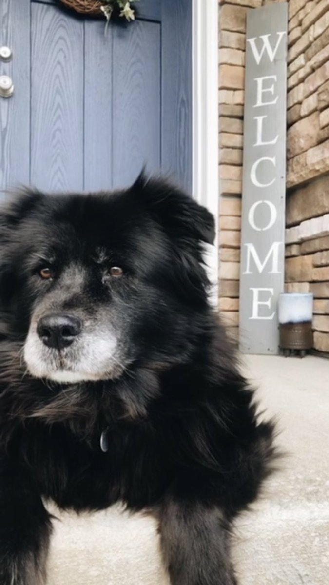 DatGirlKG's tweet photo. Thanks for a great 15 years. See you again Harley girl, I love you always. https://t.co/FnGgx1MAYX