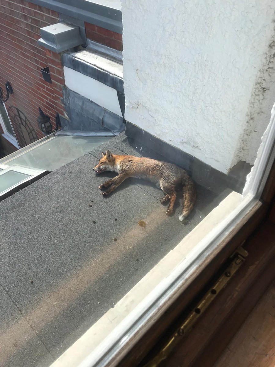 MTSundayExpress's tweet photo. Let sleeping foxes lie...
#roofus https://t.co/JSIOKLd02m
