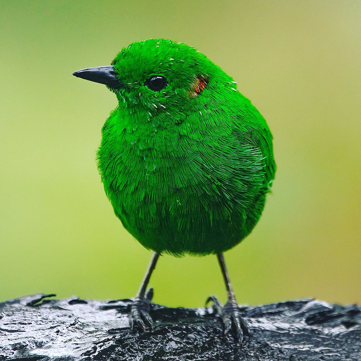 CFEXPEDITIONS's tweet photo. Glistening-green tanager !! This beauty is considered a chocó endemic !! Only found In Ecuador and Colombia! #BirdsSeenIn2021 #Birdsoftwitter #birding #avesdelmundo #Ecuador #wildlife #photo #birdwatching #birdsofinstagram #Biodiversidad #biodiversity #NaturePhotography https://t.co/g2EjvJxKgl