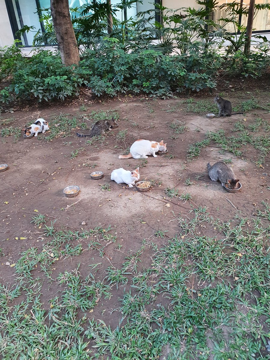 PinkPooches's tweet photo. #cats #catsofbgc 😍❤ https://t.co/bpo7xAU8HU