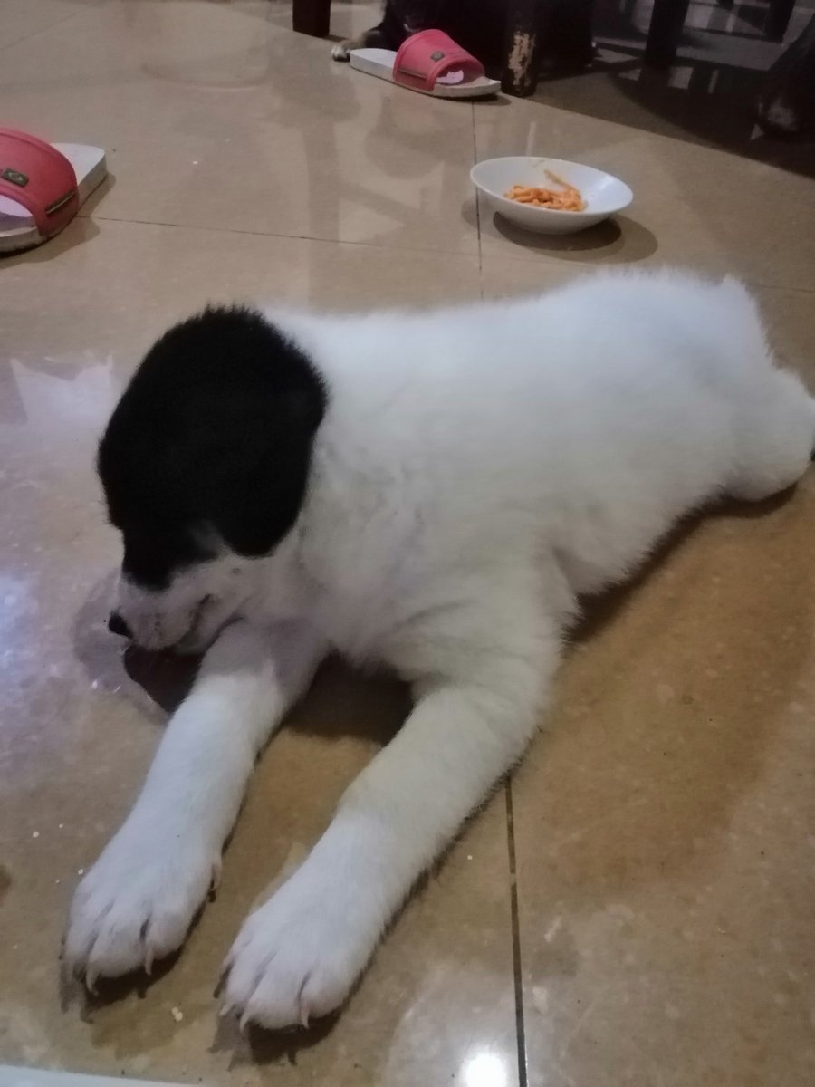 ategelay's tweet photo. Hahahhaha mao na ulit man. Pangayo pamo sakong pagkaon. 😂😂😂 https://t.co/gmSiv9fnaZ