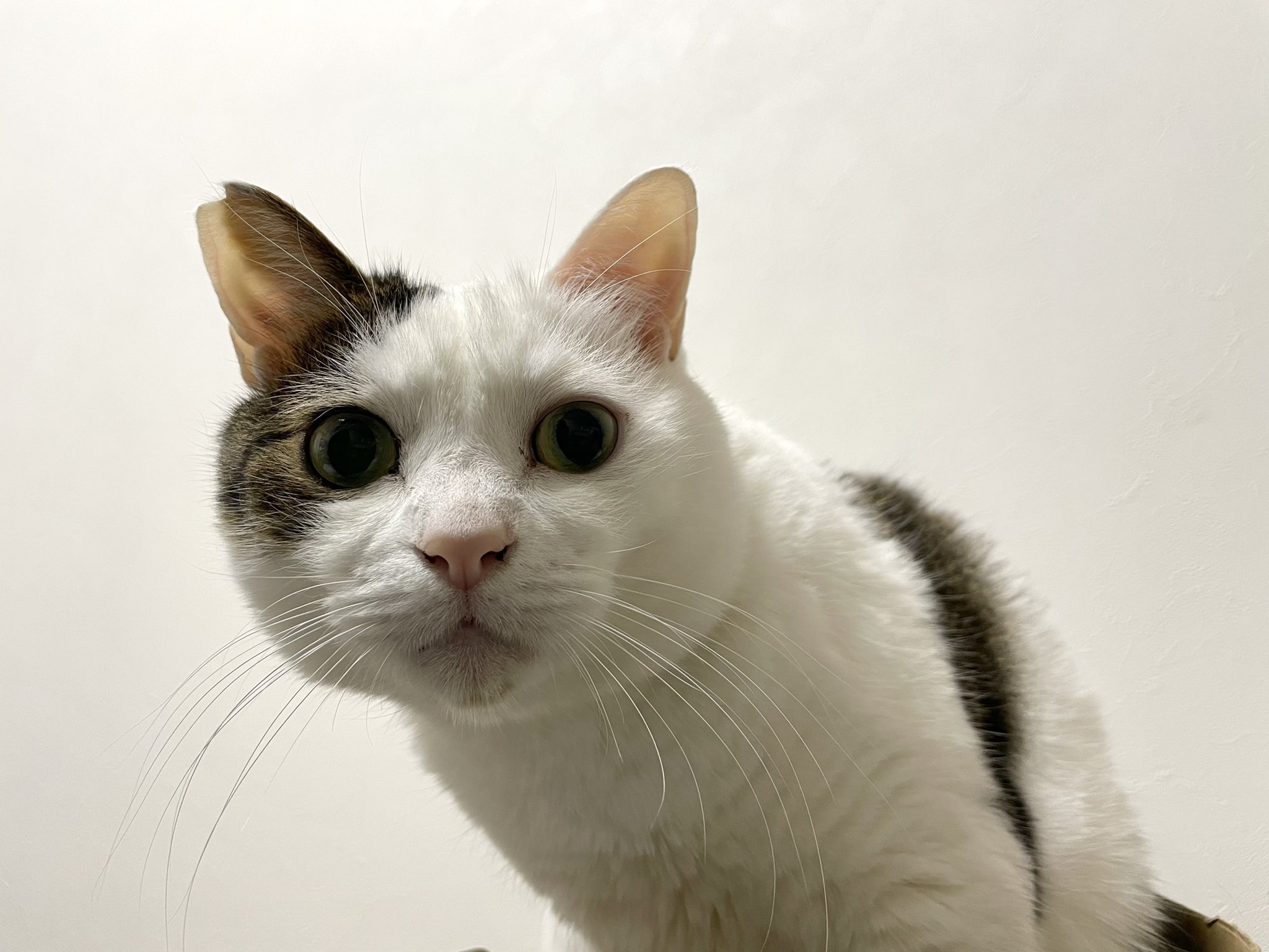 おたまさん 筋トレするわたしを怪訝な顔で見てくる猫 T Co Uurflni4hg Twitter