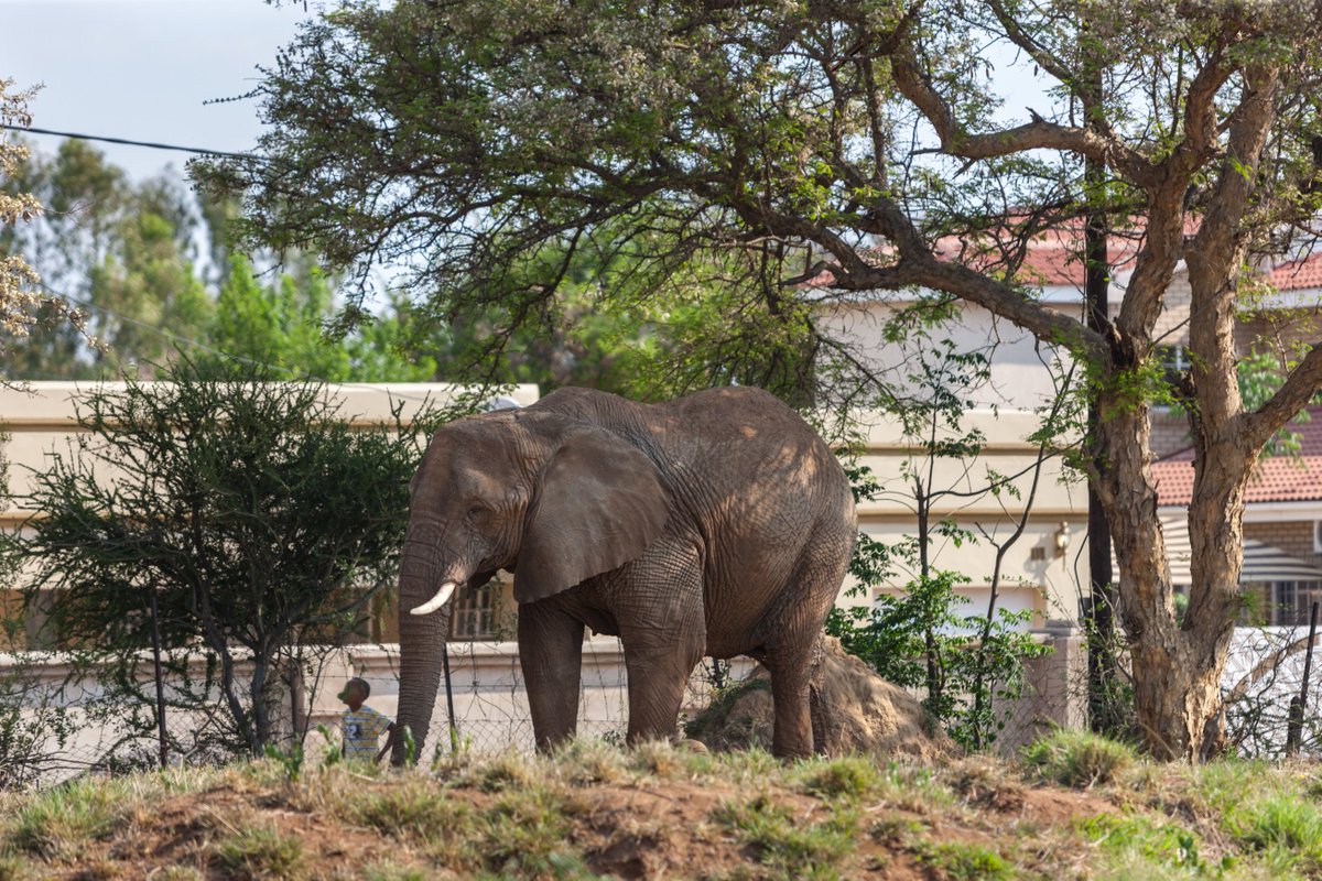 When left to its own devices, nature does a remarkable job of taking care of itself. Unfortunately in #Africa, the effects of human habitation on wildlife are inevitable, as wildlife and humans increasingly come into contact with one another. #humanwildlifeconflict