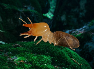 Dams_Gergonne's tweet photo. I am presenting my poster today at  #ibranch21 (@EntsocAmerica) in the "Insect population" section. Discover the incredible evolutionary history of 𝐸𝑚𝑏𝑖𝑟𝑎𝑡𝑒𝑟𝑚𝑒𝑠 𝑛𝑒𝑜𝑡𝑒𝑛𝑖𝑐𝑢𝑠 and 𝐸. 𝑐ℎ𝑎𝑔𝑟𝑒𝑠𝑖.
#termites #insectpopulation
https://t.co/oPJ4ay5nCT https://t.co/6ZocyfKw0A