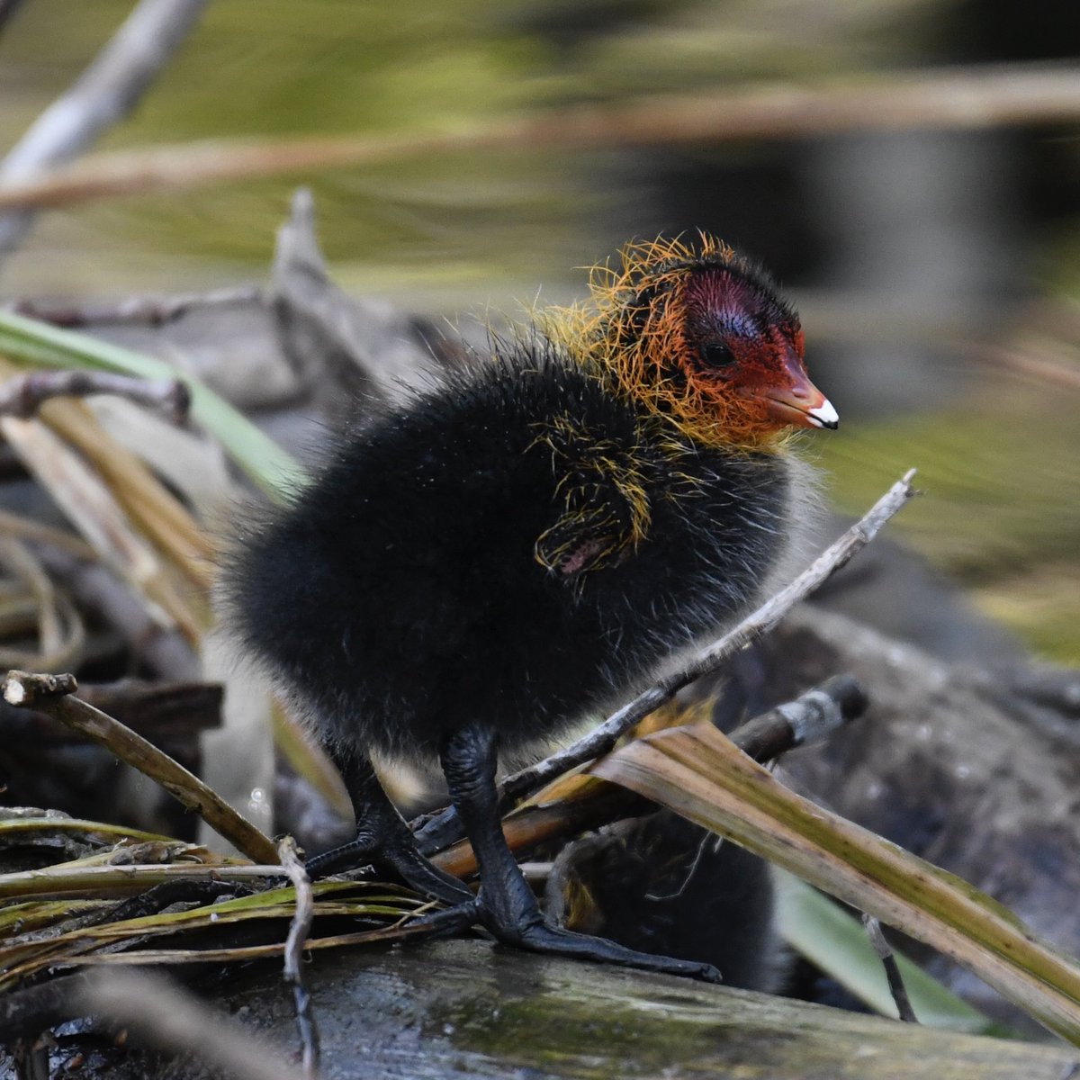 #coot #TwitterNatureCommunity #londonbirds 

#wildlifephotography #wildlife #naturephotography #nature #birds #birdphotography #birdspotting #birdwatching #ukbirdwatching #birdpics #londonnature #natureshots #birdcaptures #animals #amazingbirds #ukwildlife #beautiful #London #pic