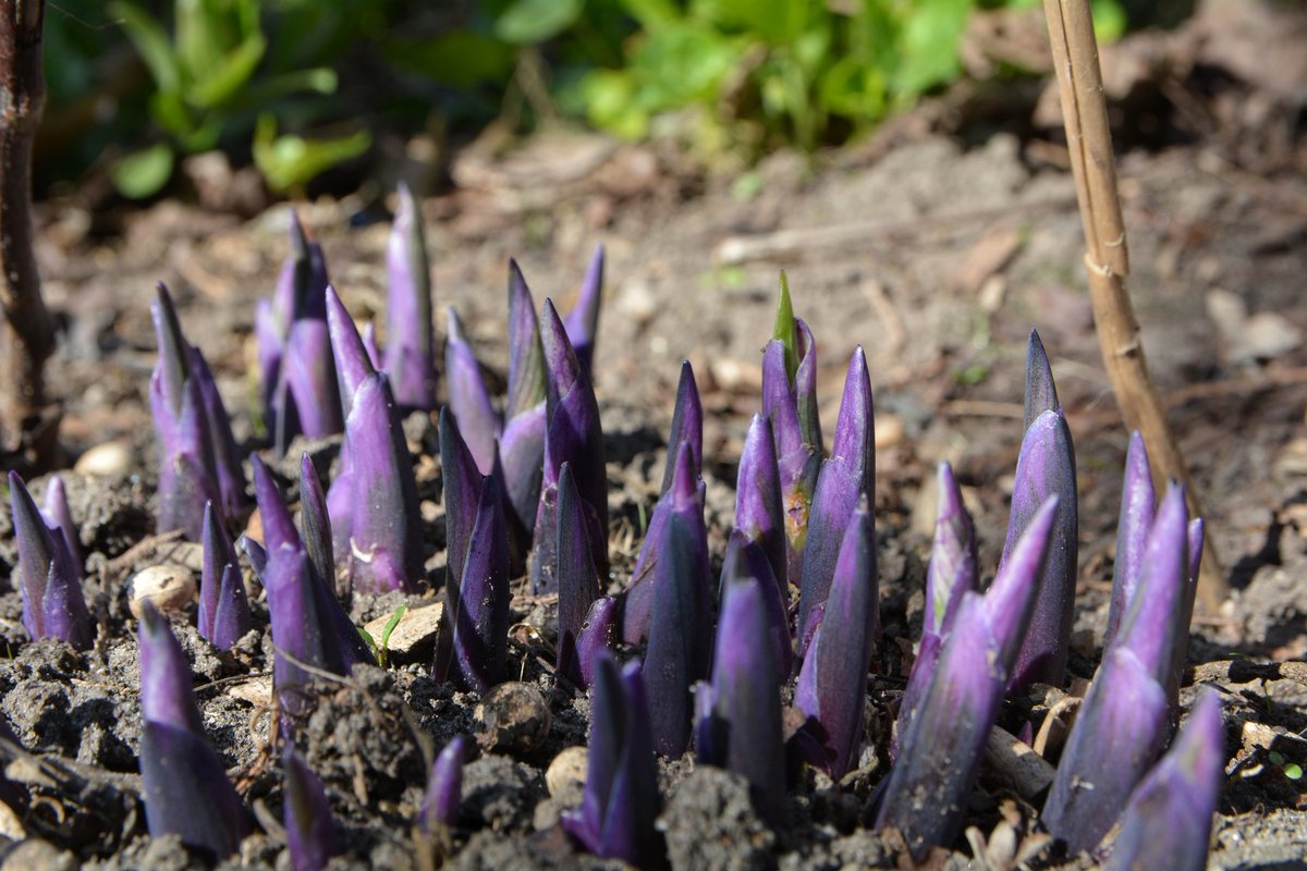 FromThe99039581's tweet image. Kto wie co to jest? Mam to w ogrodzie. #violet #fiolet #ogród #ogrody