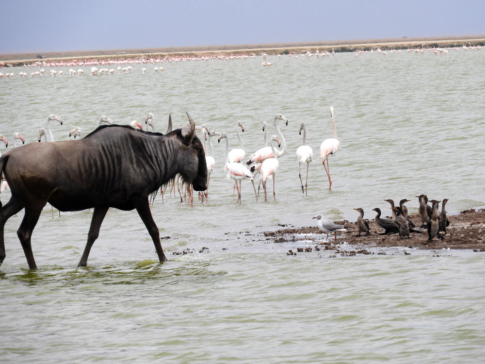 If you find prefer a relaxed labour day weekend we have a great Amboseli deal for you: enjoy stay @ AA Lodge for 2days 1 night for Ksh 11.900/pps-. Contact Teresa on: 0721 983950 or email sales@kiboslopes.com. #LabourDay #Amboseli #wildlife #MagicalKenya