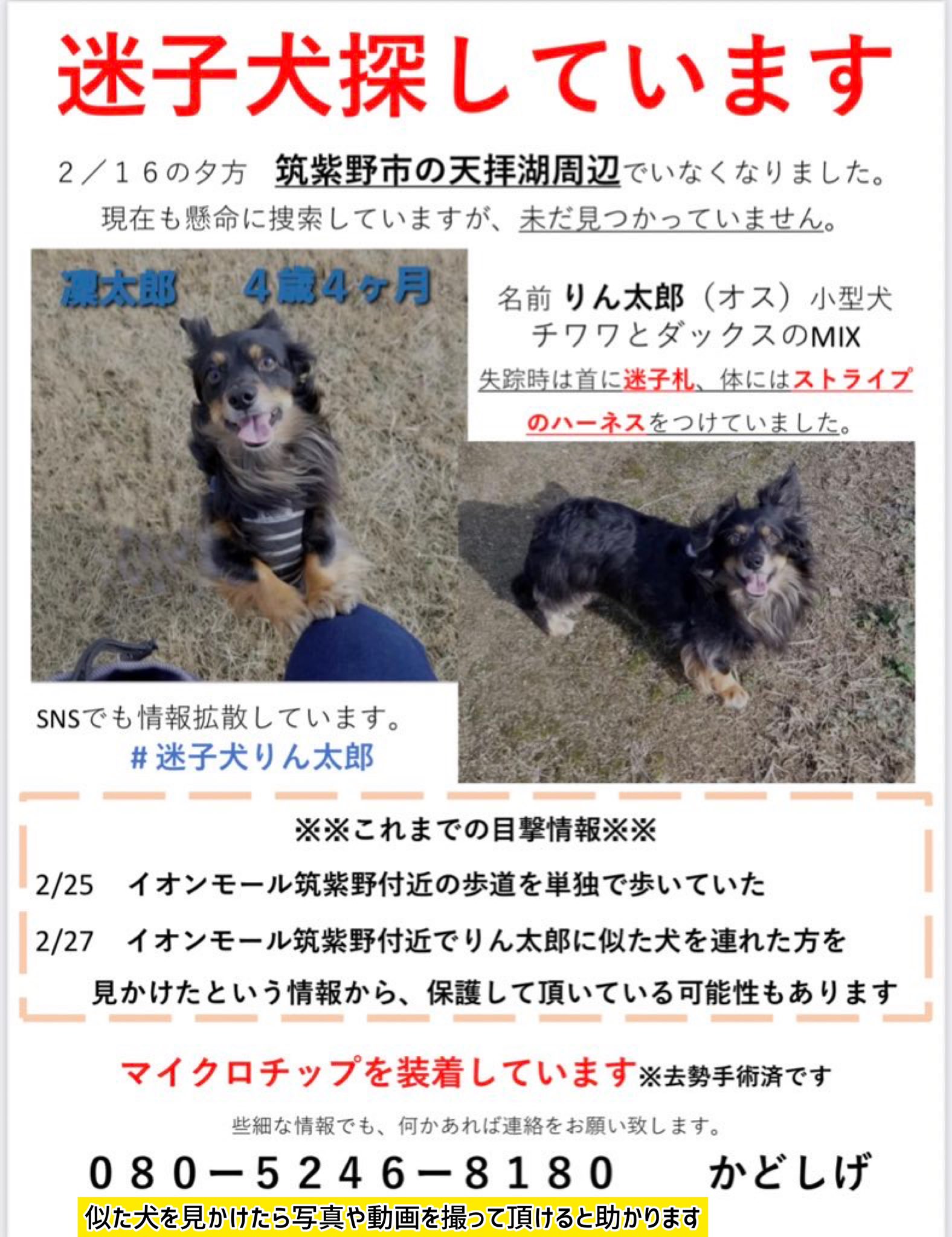 迷子犬凜太郎 りんたろう くんを探しています チワックス 福岡県筑紫野市 迷子犬りん太郎 4歳 2 16 福岡県筑紫野市天拝湖周辺で失踪 4 27 火 進展なし 保護して頂いている可能性あり 人と一緒に散歩しているかも 似た犬を見たら
