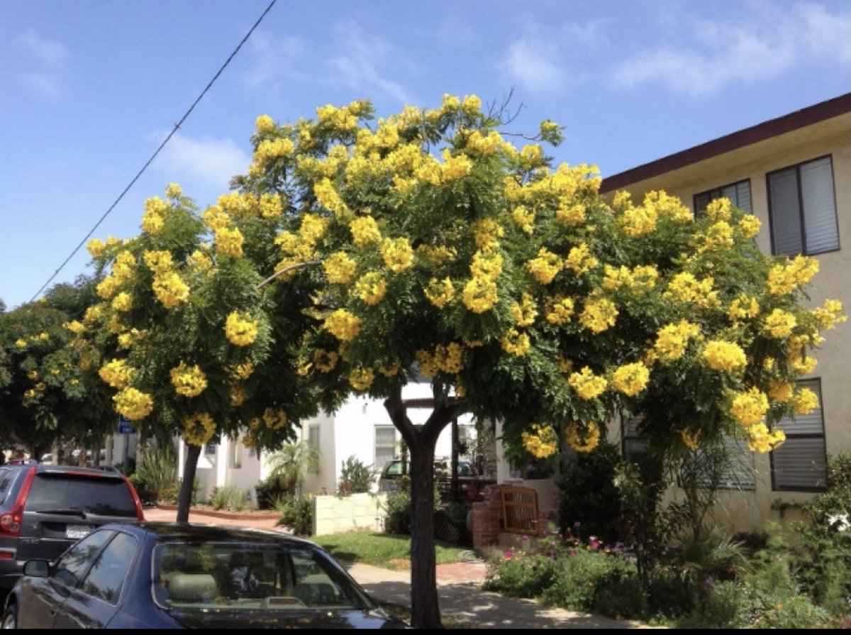 شجرة أكاسيا