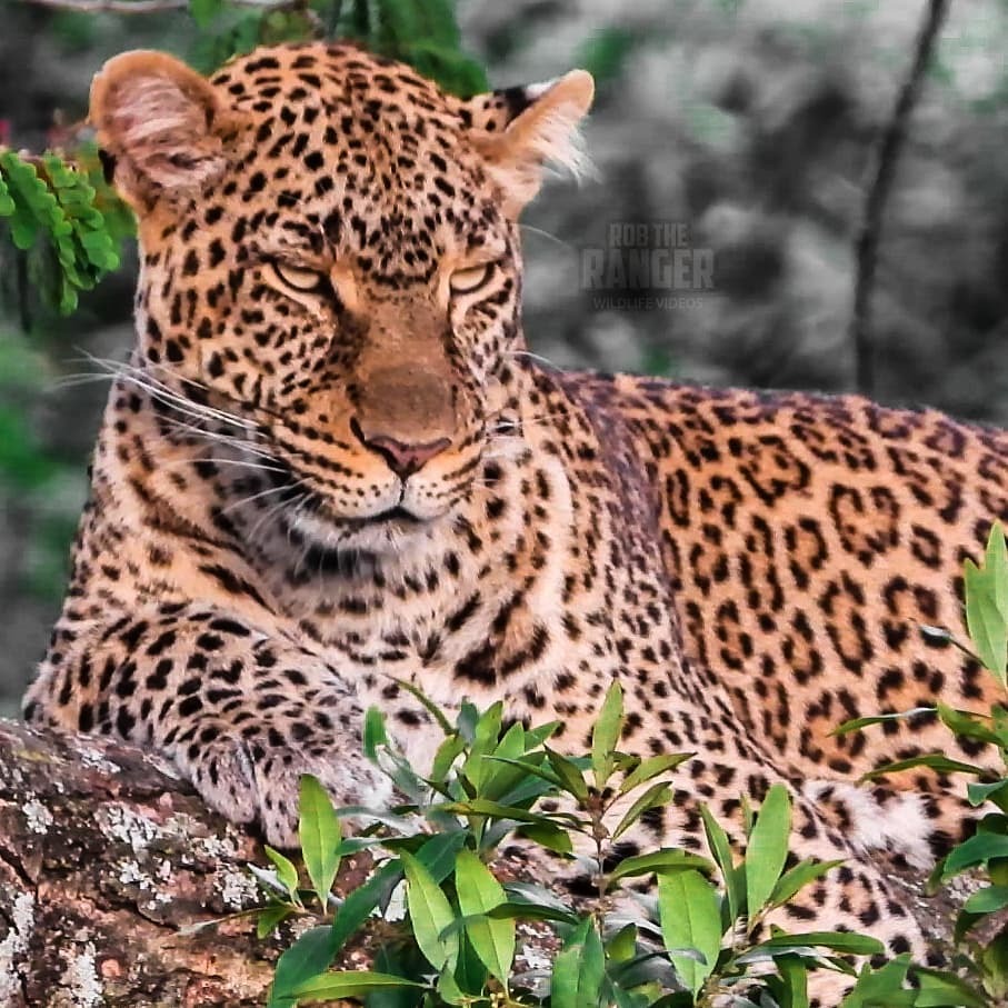 Robtheranger's tweet photo. The #leopard queen of Kaboso
#zebraplainsmoments
#zebraplainscollection
.
.
.
.
.
#leopardsofinstagram #instaleopard #leopardprint #leopardspots #bigcatsofinstagram #natureisbrutal #natureismetal #wildlifeplanet #wildlifelovers #wildafrica #wildlifehdvid… https://t.co/jBfC1c8lQR https://t.co/WFV7GKZtVw