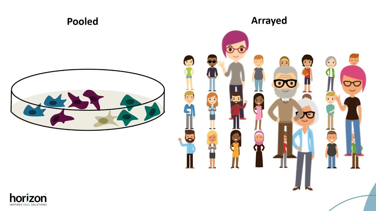 HZDiscovery's tweet photo. Interested in screening but aren't sure what is a pooled versus arrayed screen? Watch our video in this week's #technicaltiptuesday for a crash course:  https://t.co/b1mrcY8oh0

#InspiredCellSolutions #Pooled vs #Arrayed #FunctionalGenomicScreening https://t.co/fPQYvN8x2k