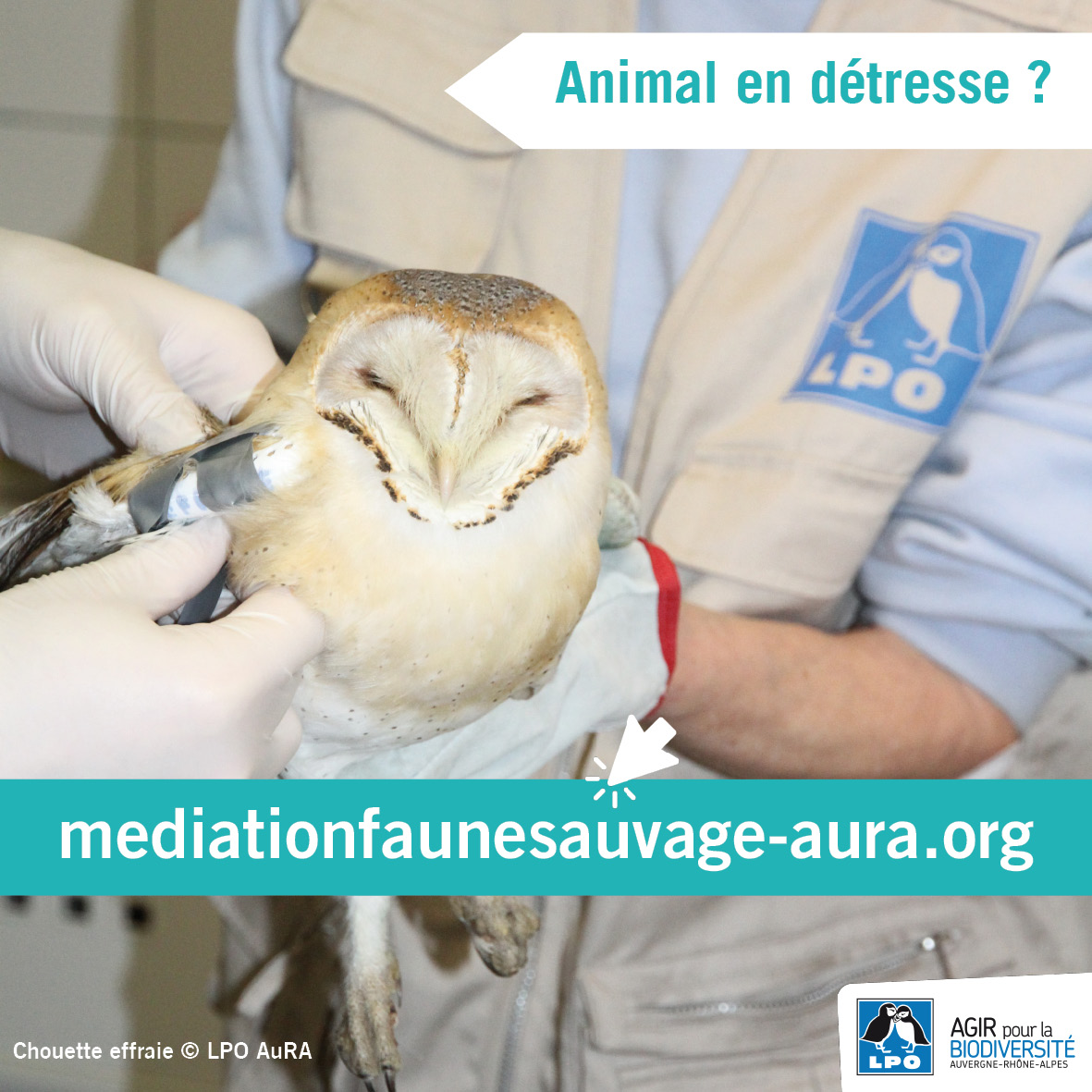 #médiationfaunesauvage
Que faire en cas de découverte d’un animal blessé ?
Bons gestes/mauvais gestes
👇
mediationfaunesauvage-aura.org/animal-en-detr…